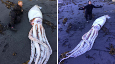 Nouvelle-Zélande : 3 frères trouvent un calmar géant de 4 mètres échoué sur une plage