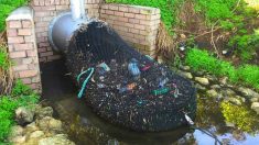 Australie : un système simple et ingénieux retient les déchets des égouts au lieu de les laisser filer vers l’océan