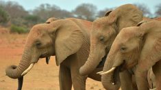 Près d’une centaine d’éléphants tués en quelques semaines au Botswana en Afrique Australe