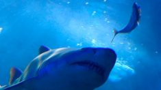 Australie: deux attaques de requins en 24 heures dans un archipel très touristique