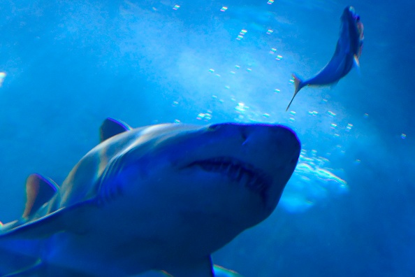 Deux personnes ont été grièvement blessées à 24 heures d'intervalle par des requins au nord-est de l'Australie.
(GABRIEL BOUYS/AFP/Getty Images)