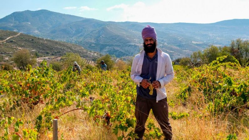 Un travailleur indien montre une grappe de raisins chypriotes Xynisteri (blancs) lors de la récolte avec des coéquipiers dans un champ du village de Monagri, dans les montagnes de Troodos, dans le sud de Chypre. Photo : AMIR MAKAR / AFP / Getty Images.
