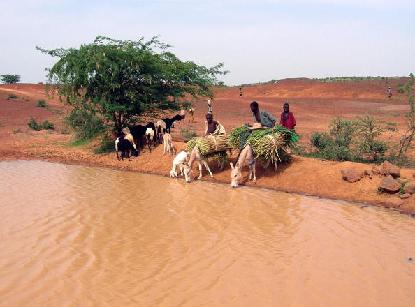 -NIGER : Les animaux boivent dans un bassin infecté par le choléra, malgré les avertissements des services médicaux. Des cas de choléra ont été signalés au Niger, entraînant des décès. Photo : NATASHA BURLEY / AFP / Getty Images.