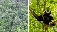 Un Français rachète des forêts destinées à la production de l’huile de palme pour préserver l’habitat des gibbons