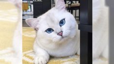 Ce chat blanc et duveteux a conquis l’internet avec ses magnifiques yeux bleus