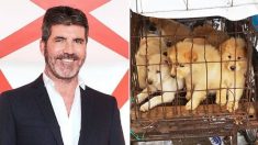 Simon Cowell fait un don avoisinant les 28 000 € pour la fermeture d’une « horrible ferme de viande canine » en Corée du Sud