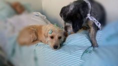 Pendant plusieurs semaines, deux chiens fidèles ont passé des jours et des nuits à l’extérieur de l’hôpital, en attendant le retour du propriétaire