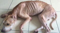 Un pit-bull affamé et abandonné, gardé comme symbole de statut, jouit d’une vie de chien normale après un sauvetage
