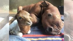Un bébé rhinocéros orphelin se lie d’amitié avec un petit agneau après avoir surmonté le traumatisme de la perte de sa mère