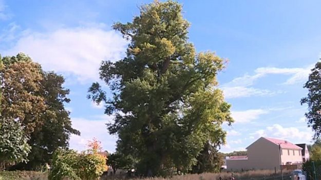 La Marne : les habitants se mobilisent pour sauver un arbre âgé de 400 ans