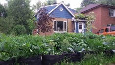 Ville de Québec : 900 € d’amende… pour avoir cultivé des légumes !