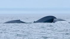 Québec : un baby-boom inespéré chez les baleines bleues du fleuve Saint-Laurent