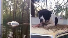 Un sauveteur d’animaux brave les inondations en Caroline du Nord pour sauver les chiens échoués