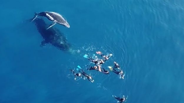 La Réunion – un groupe de baigneurs se fait chahuter par une baleine