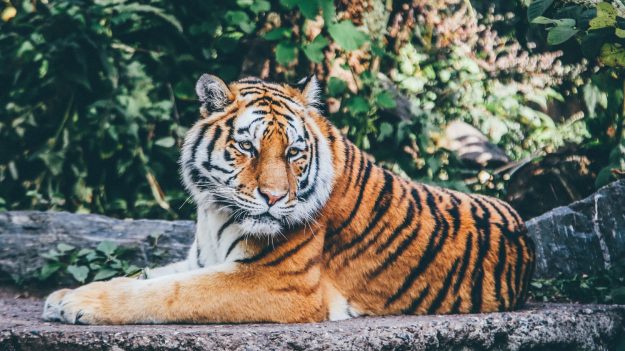 Au Népal, en 10 ans la population de tigres a doublé grâce à son programme de conservation
