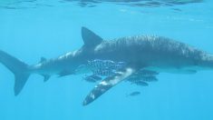 Un requin bleu, l’une des plus belles espèces de requins, s’échoue à Argelès-sur-Mer