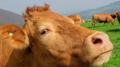 Pyrénées-Atlantiques: une vache s’échappe d’un abattoir et s’enfuit dans la forêt du Lazaret