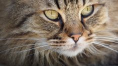 Pourquoi un village de Nouvelle-Zélande veut-il interdire les chats ?