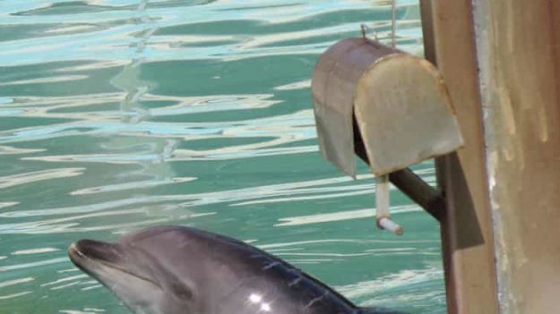 Japon: des animaux abandonnés à leur sort après la fermeture d’un parc aquatique