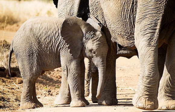 Braconnage : les éléphants d'Asie tués pour leur peau