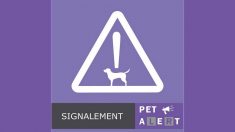 Attention aux arnaques sur Pet Alert, le site d’alerte des animaux égarés