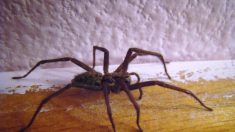 Parole d’entomologiste : laissez la vie sauve aux araignées de la maison !