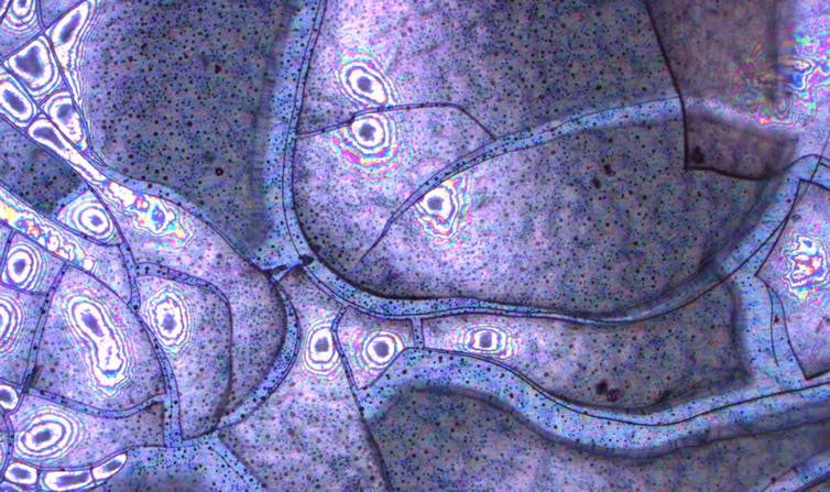 Nanoparticules d'oxyde de titane sur une surface en acier. (Iuliia Karlagina/Wikimedia, CC BY-SA)