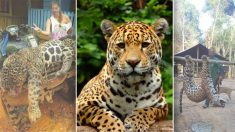 Des jaguars en voie de disparition sont «tués sur commande» pour l’industrie de la médecine traditionnelle