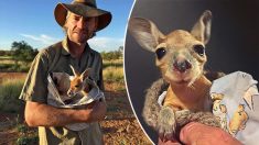 Un bébé kangourou orphelin s’entraîne à faire ses premiers sauts par lui-même