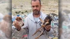 Un Grec abandonne sa profession pour sauver les chiens. Jusqu’ici, il en a sauvé «environ 500»