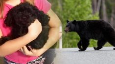 Une famille sauvée d’un ours par un petit chien qui a donné sa vie