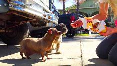 Une équipe de sauveteurs sauve une chienne avec une tumeur et une amie abandonnées par leur propriétaire