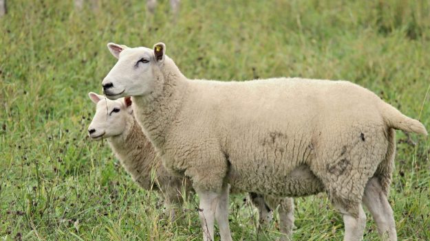 À Brest, un jeune de 17 ans interpellé pour avoir dépecé des moutons