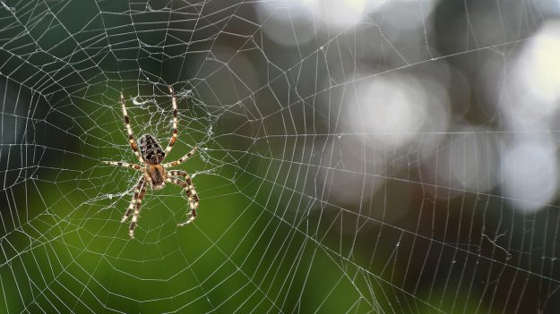 Voici pourquoi héberger des araignées chez soi est très bénéfique