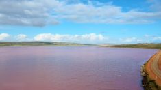 Une photographe capture les images d’un lac rose époustouflant en Australie-Occidentale
