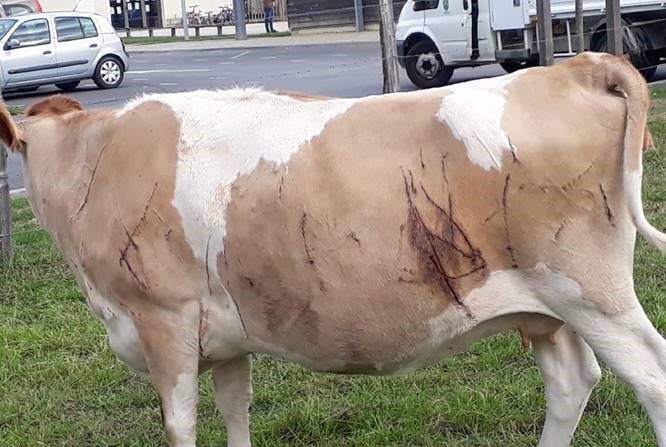 La vache Fontaine de la commune de Bouvron, victime de plusieurs lacérations. Crédit : Mairie de Bouvron.