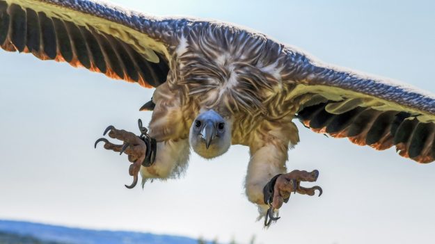 Dans le Tarn et l’Aveyron, des bovins vivants ont été attaqués et dévorés par des dizaines de vautours