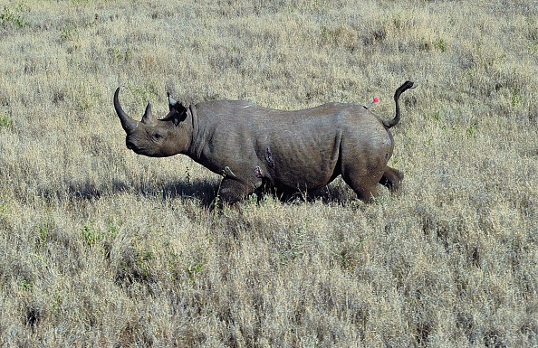 -Des gouvernements tchadien et sud-africain ont permis la réintroduction de six rhinocéros noirs dans le parc de Zakouma. Photo CARL DE SOUZA / AFP / Getty Images.