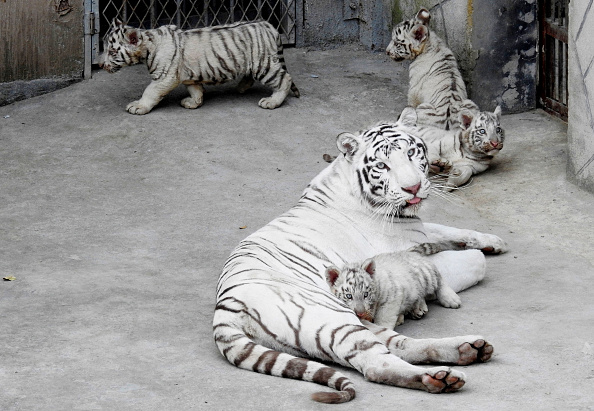 Un Tigre blanc du Bengale Meng Meng a donné naissance à des quadruplés en août. Photo d'illustration de VCG / VCG via Getty Images.
