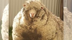 Un mouton obtient le record du monde après qu’on lui retire 40 kg de laine