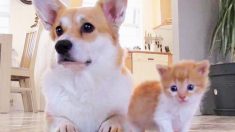 Après la mort à la naissance de ses 7 chiots, une chienne en deuil adopte un chaton au pelage assorti au sien