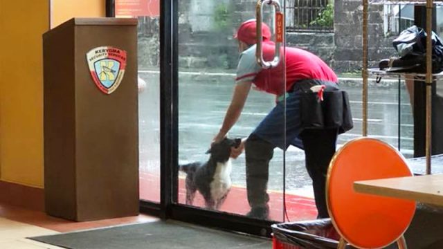 Geste affectueux d'un employé d'un restaurant philippin envers un chien errant, pris en photo par une cliente