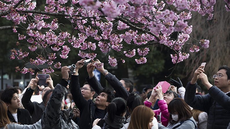 Un cerisier en fleurs à Tokyo au Japon, le 2 avril 2017. (Tomohiro Ohsumi/Getty Images)