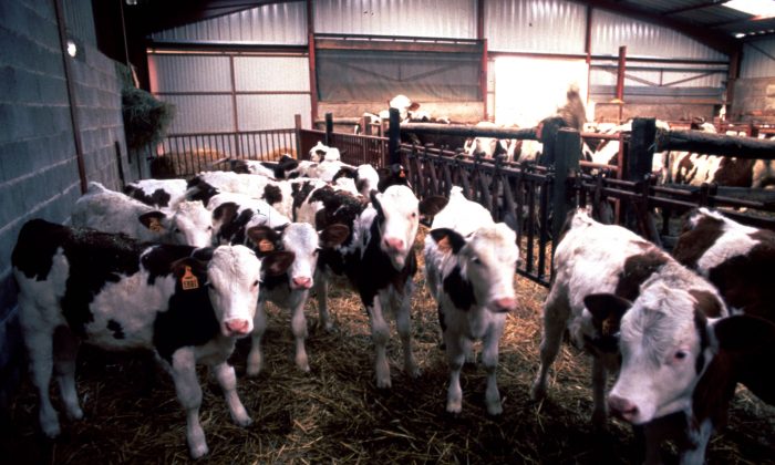 Les vaches soupçonnées d'être atteintes du virus de l'ESB (communément appelée maladie de la vache folle) se trouvent dans un enclos de ranch de vache en Angleterre, le 1er mars 1996. (Liaison / Getty Images)