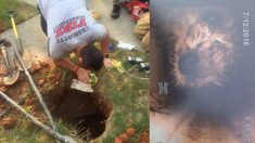 Un sauvetage difficile : des pompiers appellent à l’aide après avoir travaillé sans relâche pour sauver un chiot coincé dans un égout