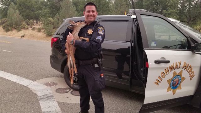 Un faon orphelin sauvé d'un feu de forêt en Californie « fait un bisou » à un policier pour le remercier de sa gentillesse