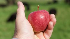 Suisse : une contravention de 35 euros pour avoir mangé une pomme sur un parking