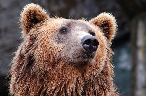 Des éleveurs et chasseurs se sont rendus dans les montagnes des Pyrénées-Atlantiques pour tenter de faire fuir deux ourses qui viennent d'être réintroduites. (Photo Pixabay)