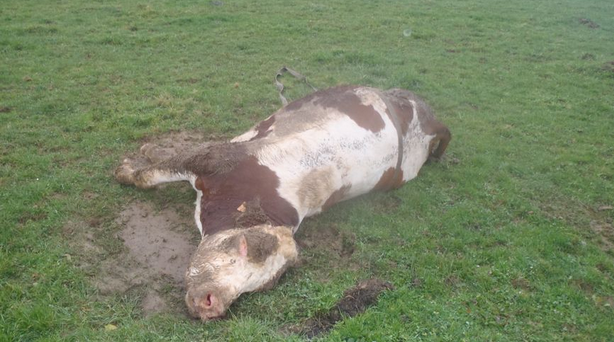 Vaches maltraitées dans le Doubs. (Capture d’écran Tweeter@DominoisF) 