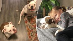 2 chiennes bouledogues aident une famille en deuil à surmonter la perte du mari dans un tragique accident